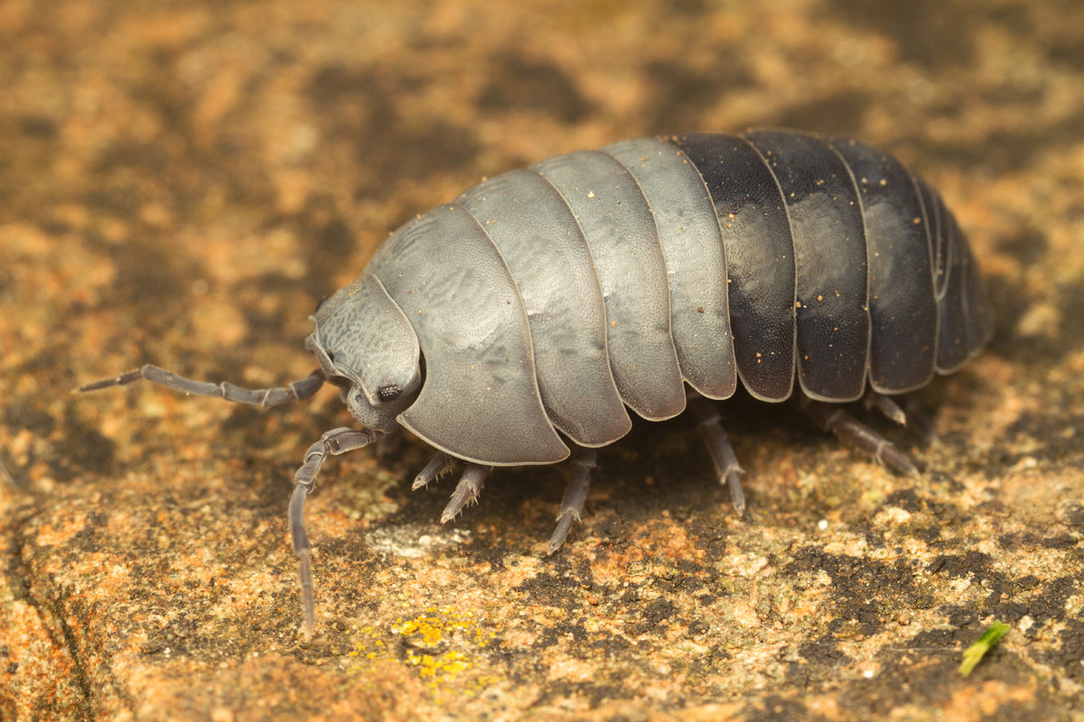 Pill Woodlouse partially molted
